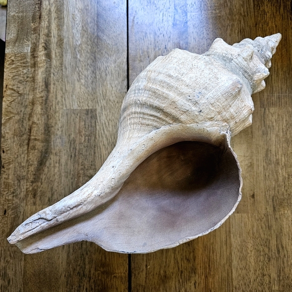 Horse Conch Seashell Decor Bowl - Picture 5 of 10